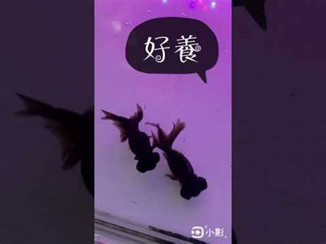 黑牡丹魚|為何黑牡丹魚被視為風水寶物？